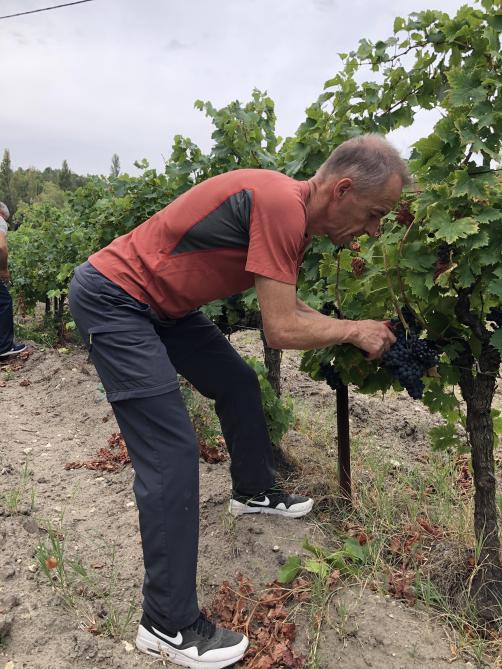 Chaussure pour travailler deals dans les vignes